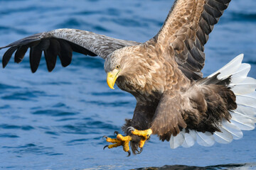 冬に北海道の知床半島や釧路湿原で見られる大きな猛禽、勇敢で格好良い空の王者オジロワシ