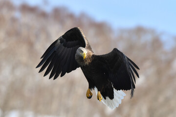 冬に北海道の知床半島や釧路湿原で見られる大きな猛禽、勇敢で格好良い空の王者オジロワシ