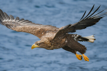 冬に北海道の知床半島や釧路湿原で見られる大きな猛禽、勇敢で格好良い空の王者オジロワシ