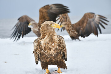 冬に北海道の知床半島や釧路湿原で見られる大きな猛禽、勇敢で格好良い空の王者オジロワシ