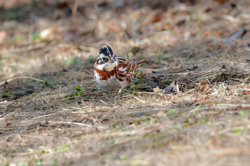 冬の雑木林で見られる身近な小鳥の仲間、赤茶色のかわいいカシラダカ