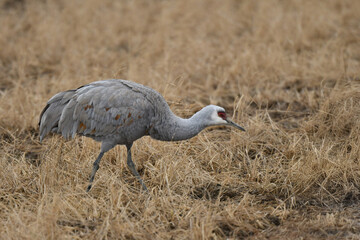 冬に九州の出水に飛来する珍しい鳥、ツルの仲間のカナダヅル