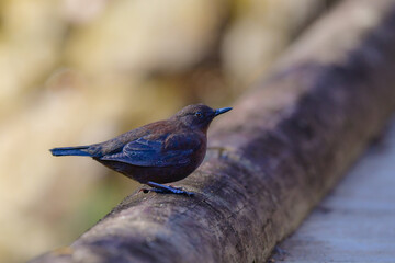 川や山で見られる冬から初夏に見られるかわいい野鳥、カワガラス
