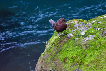 川や山で見られる冬から初夏に見られるかわいい野鳥、カワガラス