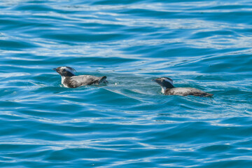 Fototapeta premium 宮崎や伊豆諸島等、日本近海の海でしか見られない冠羽が特徴の天然記念物の海鳥、カンムリウミスズメ