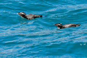Naklejka premium 宮崎や伊豆諸島等、日本近海の海でしか見られない冠羽が特徴の天然記念物の海鳥、カンムリウミスズメ