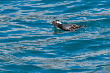 Fototapeta premium 宮崎や伊豆諸島等、日本近海の海でしか見られない冠羽が特徴の天然記念物の海鳥、カンムリウミスズメ