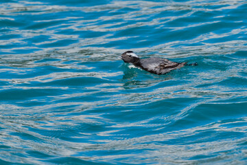 Fototapeta premium 宮崎や伊豆諸島等、日本近海の海でしか見られない冠羽が特徴の天然記念物の海鳥、カンムリウミスズメ