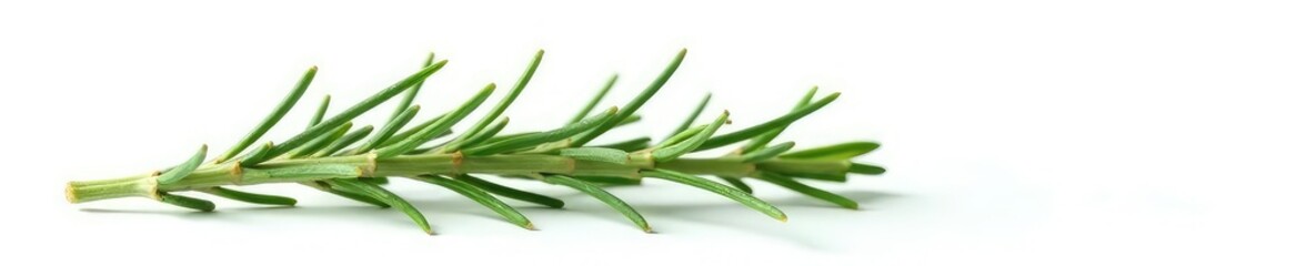 Fototapeta premium Isolated sprig of rosemary on white background, garden, foliage
