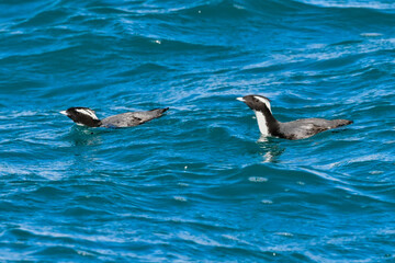 Fototapeta premium 宮崎や伊豆諸島等、日本近海の海でしか見られない冠羽が特徴の天然記念物の海鳥、カンムリウミスズメ