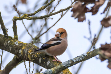 hawfinch sits on a branch