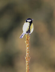 a great tit sits on the top of a fir