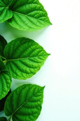 Fototapeta premium Lush green leaves with intricate veins on a white background, nature photography, texture, flora