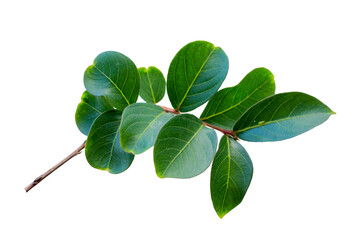 green leaves isolated on white