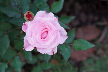 top view beautiful red buds and pink blooms in the rose garden, blur nature background, fashion, nature, love, valentine, copy spac