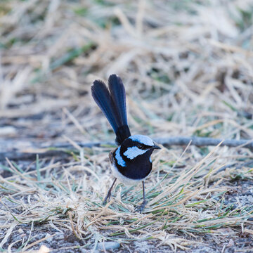 Superb blue wren resting on ground looking around.