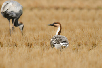 冬に見られる珍しい野鳥、大きなガンの仲間サカツラガン