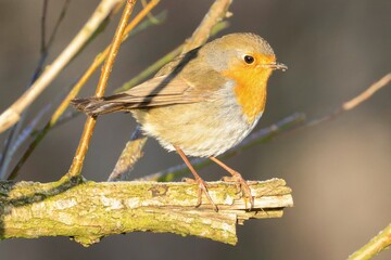 robin bird sits on a branch