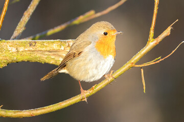 robin bird sits on a branch