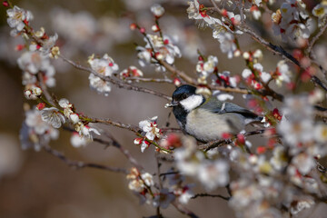 早春の満開の梅林を訪れた身近なかわいい野鳥、白黒の美しいシジュウカラ