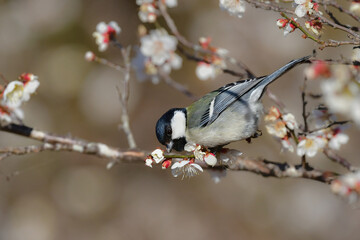 早春の満開の梅林を訪れた身近なかわいい野鳥、白黒の美しいシジュウカラ
