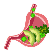 Part of stomach anatomy illustration