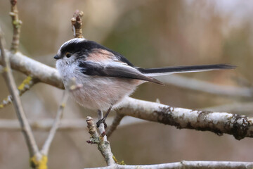 long-tailed tit on a branch