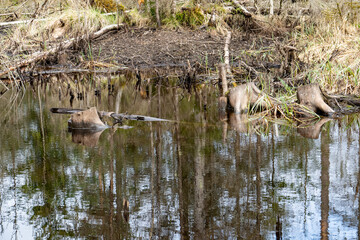 Wild Swamp Area with Fallen Trees and Brown Reflected Water – Intimate View of a Forest Biotope Perfect for Texture, Silence and Climate Awareness Themes..