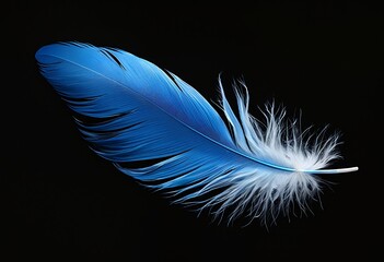 Obraz premium a vibrant blue feather with delicate white down floats against a stark black background.
