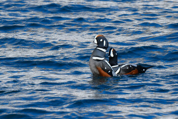 冬に北海道や北日本の海岸で出会える青と白の美しい模様の渡り鳥、シノリガモ