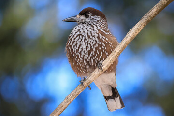 one nutcracker bird in the swiss mountains