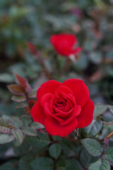 top view large red rose bud in the rose garden, blur nature background, love, valentine, religion, copy space