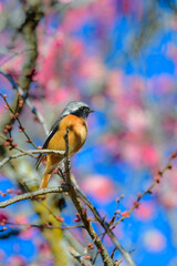 春に公園や住宅地で見られるオレンジと黒の美しい身近なかわいい野鳥ジョウビタキ