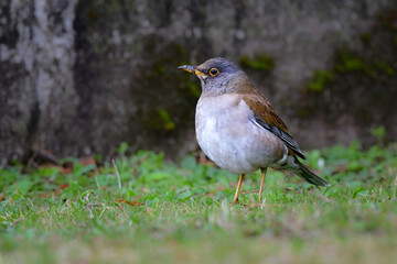 冬に庭や公園で見られる渡り鳥、かわいらしいシロハラ