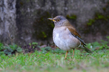 冬に庭や公園で見られる渡り鳥、かわいらしいシロハラ