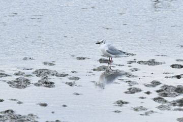 九州等、西日本の海辺で見られる冬鳥のカモメの仲間ズグロカモメ