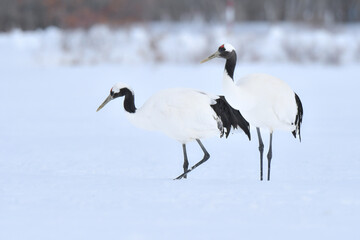 北海道で見られる日本を代表する美しい野鳥、冬の雪原の真白なタンチョウ
