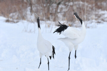 北海道で見られる日本を代表する美しい野鳥、冬の雪原の真白なタンチョウ