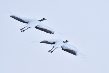 北海道で見られる日本を代表する美しい野鳥、冬の雪原の真白なタンチョウ