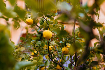 Ripe yellow lemons growing on a tree branch