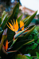 Bird of paradise flower blooming in lush green garden