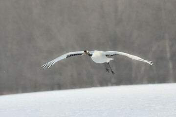 北海道で見られる日本を代表する美しい野鳥、冬の雪原の真白なタンチョウ