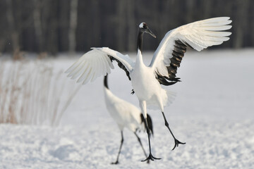 北海道で見られる日本を代表する美しい野鳥、冬の雪原の真白なタンチョウ