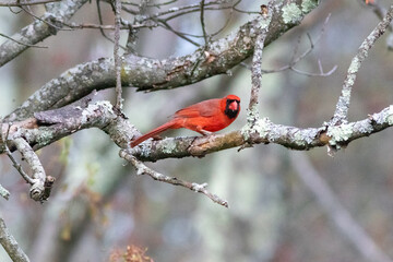 red cardinal on a branch