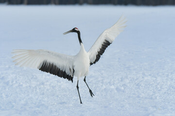 北海道で見られる日本を代表する美しい野鳥、冬の雪原の真白なタンチョウ