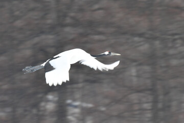 北海道で見られる日本を代表する美しい野鳥、冬の雪原の真白なタンチョウ