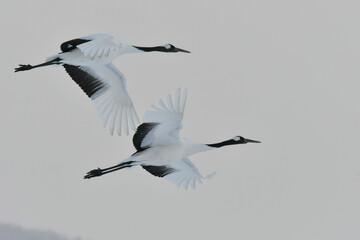 北海道で見られる日本を代表する美しい野鳥、冬の雪原の真白なタンチョウ