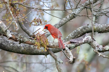 cardinal on a branch