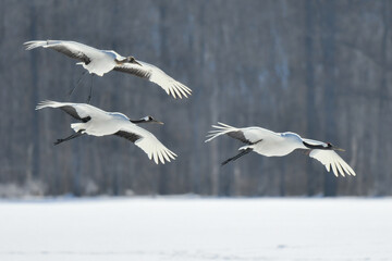 北海道で見られる日本を代表する美しい野鳥、冬の雪原の真白なタンチョウ