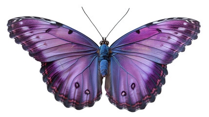Tropical Morpho Butterfly Vivid Purple Wing Closeup.